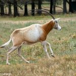 9252 Scimitar-horned Oryx (Oryx dammah), Fossil Rim, Texas