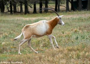 9252 Scimitar-horned Oryx (Oryx dammah), Fossil Rim, Texas