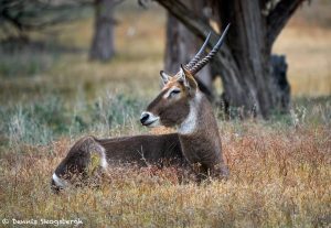 9254 Male Waterbuck (Kobus ellipsiprymnus), Rossil Rim, Texas