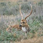 9256 Axis Deer (Axis axis), Fosil Rim, Texas