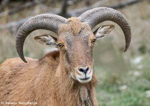 9257 Aoudad (Ammotragus lervia), Fosil Rim, Texas