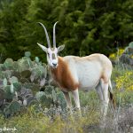 92528Scimitar-horned Oryx (Oryx dammah), Fossil Rim, Texas
