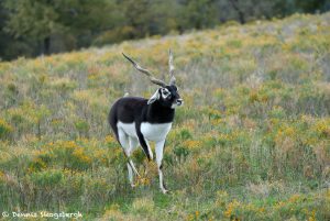 9259 Blackbuck (Antilope cervicapra), Fossil Rim, Texas