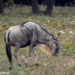 9261 Blue Wildebeest (Connochaetes taurinus), Africa native. Fossil Rim, Texas