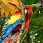 9205 Scarlet Macaw (Ara macao), Costa Rica