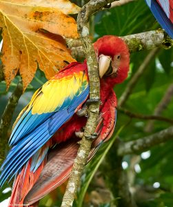 9205 Scarlet Macaw (Ara macao), Costa Rica