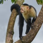 9207 White-Faced (Capuchin) Monkey (Cebus capucinus), Costa Rica