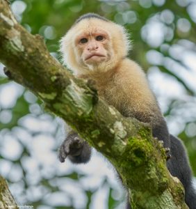 9210 White-Faced (Capuchin) Monkey (Cebus capucinus), Costa Rica