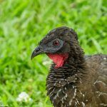 9211 Black Guan (Penelope purpurascens), Costa Rica