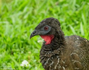 9211 Black Guan (Penelope purpurascens), Costa Rica