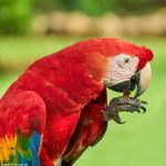 9212 Scarlet Macaw (Ara macao), Costa Rica