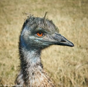 9296 Emu (Dromaius novaehollandiae), Fossil Rim, Texas
