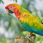 9215 Scarlet Macaw (Ara macao), Costa Rica