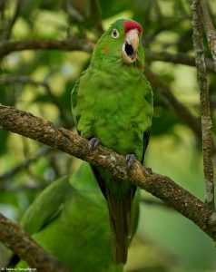 9216 Crimson-fronted Parakeet (Aratinga finschi), Costa Rica