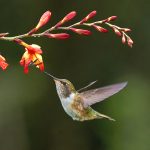 9220 Volcano Hummingbird (Selasphorus flammula), Costa Rica