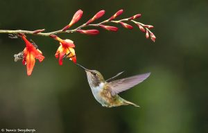 9220 Volcano Hummingbird (Selasphorus flammula), Costa Rica