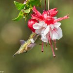 9222 Volcano Hummingbird (Selasphorus flammula), Costa Rica