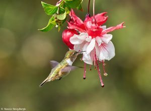 9222 Volcano Hummingbird (Selasphorus flammula), Costa Rica