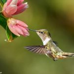 9223 Volcano Hummingbird (Selasphorus flammula), Costa Rica