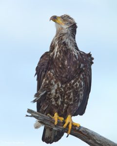 9269 Juvenile Bald Eagle, Homer, Alaska