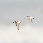 9264 Sanderlings in Flight(Calidris alba), Bolivar Peninsula, Texas