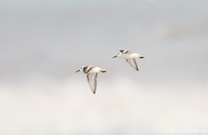 9264 Sanderlings in Flight(Calidris alba), Bolivar Peninsula, Texas