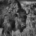 1300 Bison, Grand Teton National Park, WY