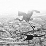 1361 Great Blue Heron, Foggy Morning Flight Over Ice, Hagerman National Wildlife Refuge, TX