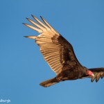 1089 Turkey Vulture in flight, Hagerman National Wildlife Refuge, TX