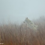 1119 Coyote, Wichita Mountains NationalWildlife Refuge, OK