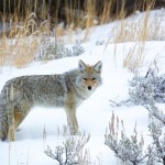 1126 Coyote, Yellowstone National Park