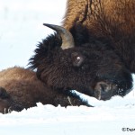 1128 Injured Bison Calf, Yellowstone National Park