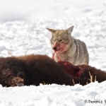 1136 Coyote, Bison Calf, February, Yellowstone National Park