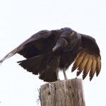 1141 Black Vulture, Hagerman National Wildlife Refuge, TX