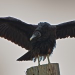 1142 Black Vulture, Hagerman National Wildlife Refuge, TX