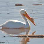 1146 American White Pelican, Hagerman National Wildlife Refuge, TX
