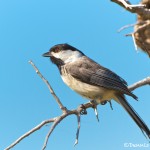 1155 Female Tree Swallow, Hagerman National Wildlife Refuge, TX