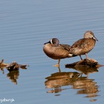 1158 Blue-winged Teal, TX