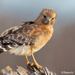 1159 Red-shouldered Hawk, Hagerman National Wildlife Refuge, TX