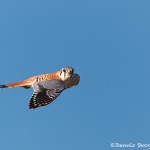 1161 American Kestrel, Hagerman National Wildlife Refuge, TX