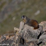 1165 Marmot