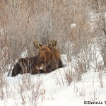 1168 Bull Moose, January, Yellowstone National Park
