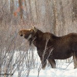 1169 Moose, Cow, January, Yellowstone National Park
