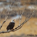 1170 Bald Eagle, January, Yellowstone National Park