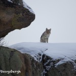 1186 Coyote, Yellowstone National Park