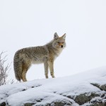 1187 Coyote, February, Yellowstone National Park