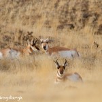 1188 Pronghorn Antelopes, February, Yellowstone National Park