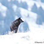 1191 Black Wolf (alpha), February, Yellowstone National Park