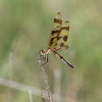 1195 Dragonfly, Halloween Pennant, Wichita Mountains National Wildlife Refuge, OK