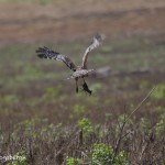 1199 Hawk, Crayfish, Hagerman National Wildlife Refuge,TX